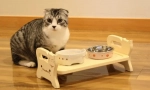 Cat bowls: как да изберем ястия за cattail